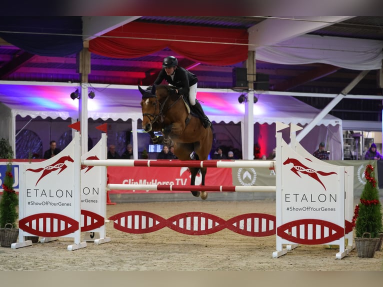 Koń holsztyński Klacz 8 lat  in Heidmühlen