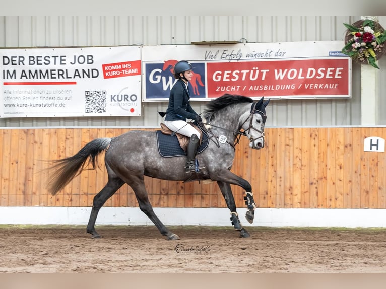 Koń holsztyński Klacz 9 lat 161 cm Siwa jabłkowita in Edewecht