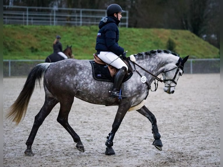Koń holsztyński Klacz 9 lat 161 cm Siwa jabłkowita in Edewecht