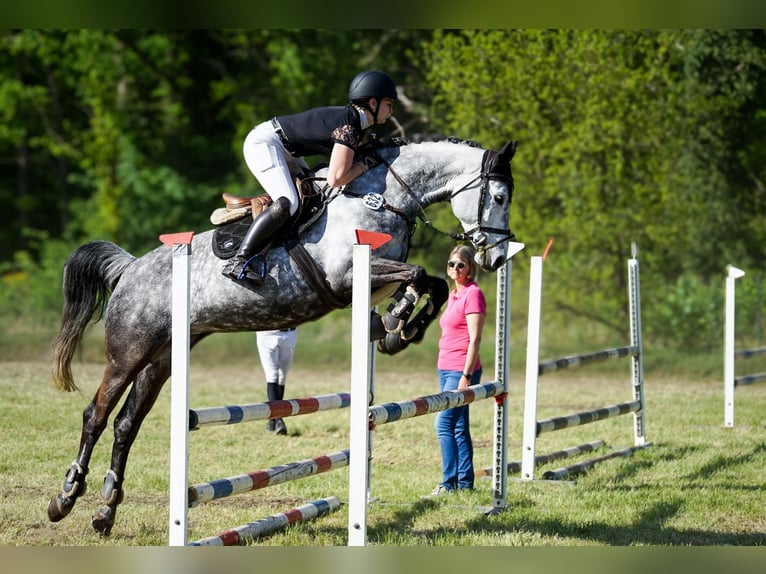 Koń holsztyński Klacz 9 lat 161 cm Siwa jabłkowita in Edewecht