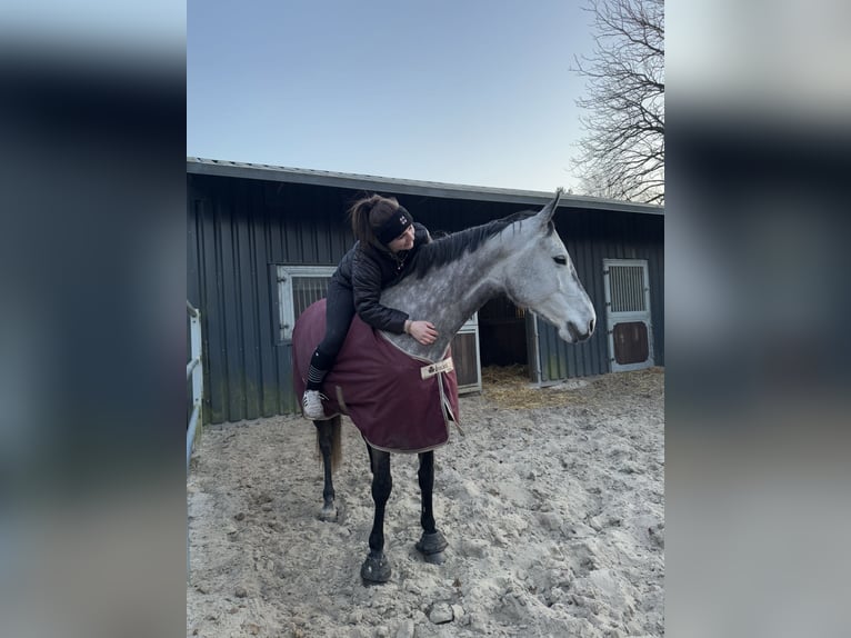 Koń holsztyński Klacz 9 lat 161 cm Siwa jabłkowita in Edewecht