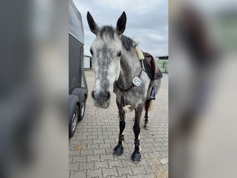Koń holsztyński Klacz 9 lat 161 cm Siwa jabłkowita in Edewecht