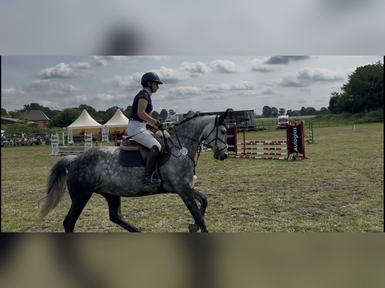 Koń holsztyński Klacz 9 lat 161 cm Siwa jabłkowita in Edewecht