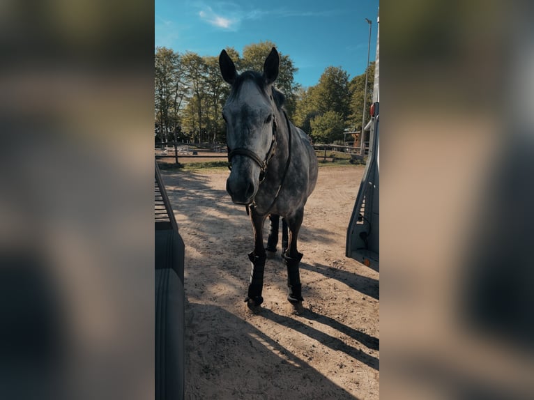 Koń holsztyński Klacz 9 lat 161 cm Siwa jabłkowita in Edewecht