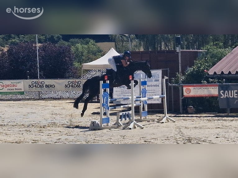 Koń holsztyński Klacz 9 lat 164 cm Ciemnogniada in Pirmasens