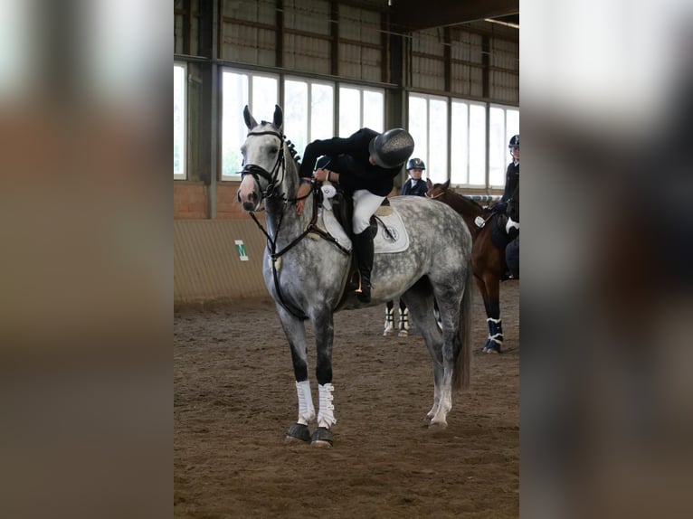 Koń holsztyński Klacz 9 lat 164 cm Siwa in Hamburg