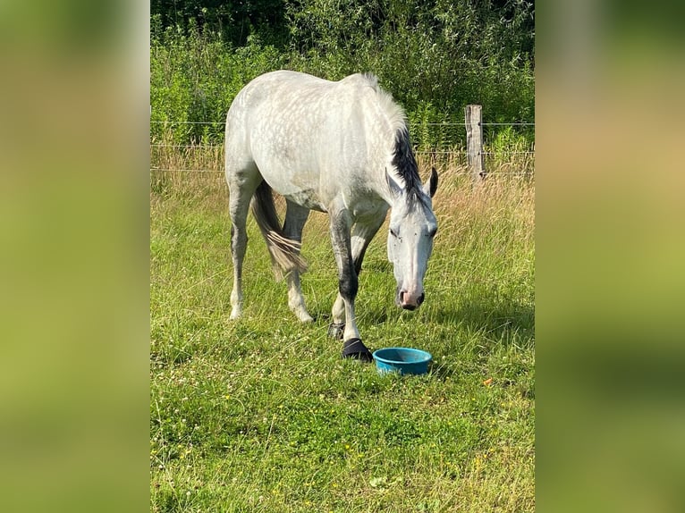 Koń holsztyński Klacz 9 lat 164 cm Siwa in Hamburg