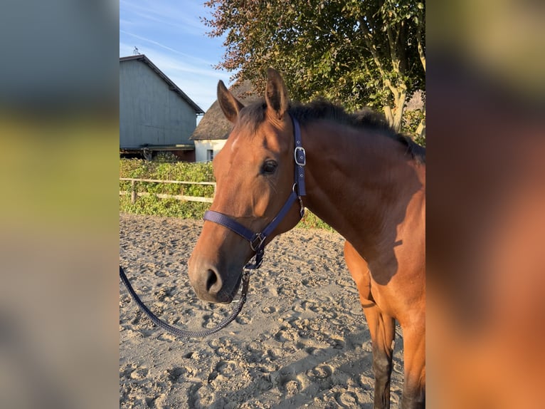 Koń holsztyński Klacz 9 lat 165 cm Gniada in Oldenb&#xFC;ttel