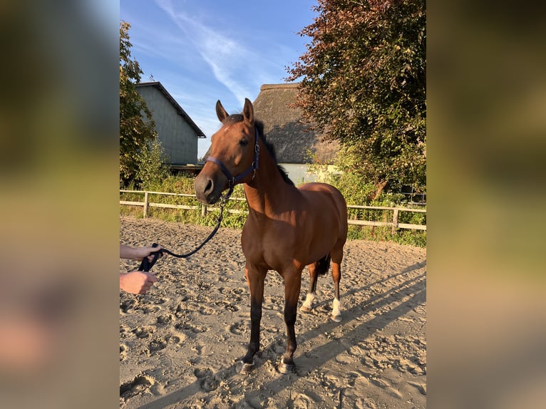 Koń holsztyński Klacz 9 lat 165 cm Gniada in Oldenb&#xFC;ttel