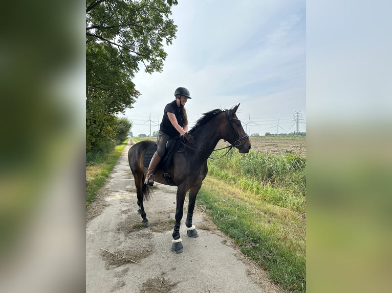 Koń holsztyński Klacz 9 lat 166 cm Gniada in Lieth