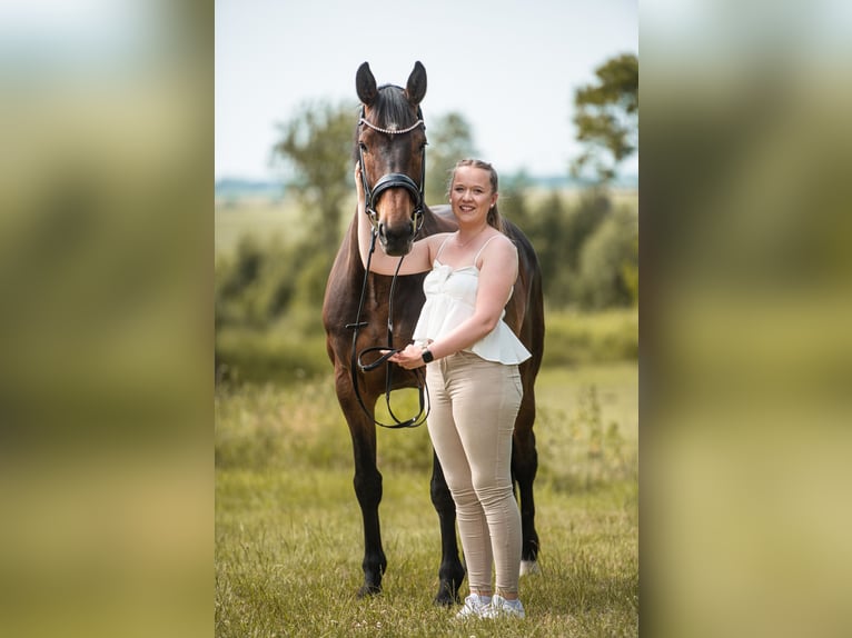 Koń holsztyński Klacz 9 lat 166 cm Gniada in Lieth