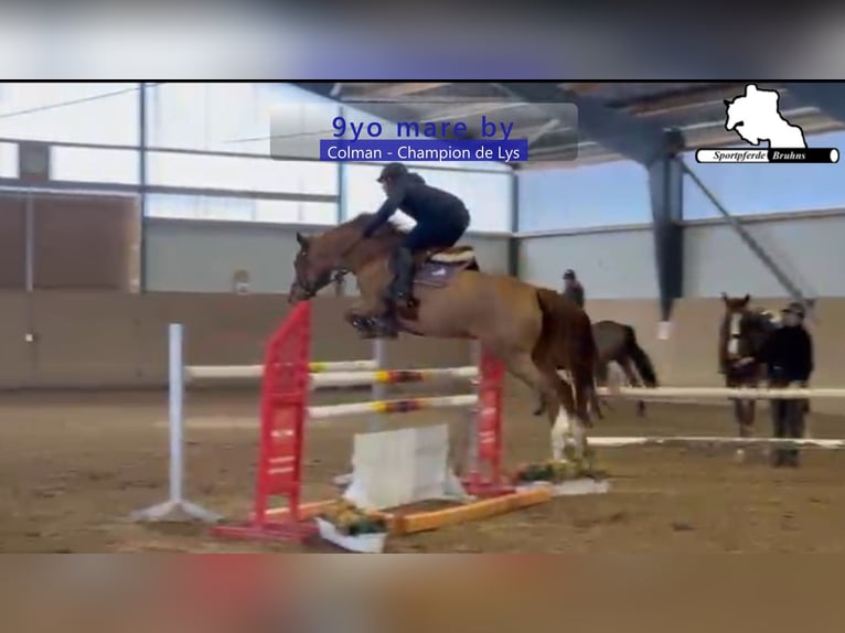 Koń holsztyński Klacz 9 lat 166 cm Kasztanowata in Gadow