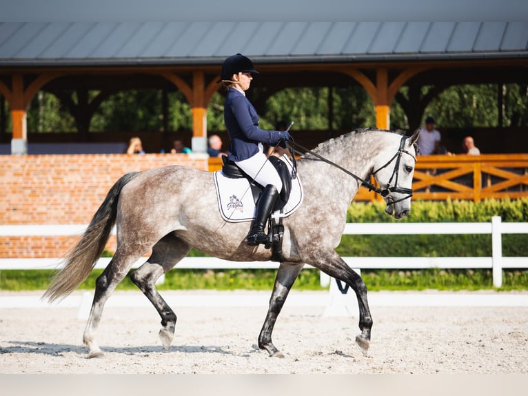 Koń holsztyński Klacz 9 lat 166 cm Siwa in Karnków