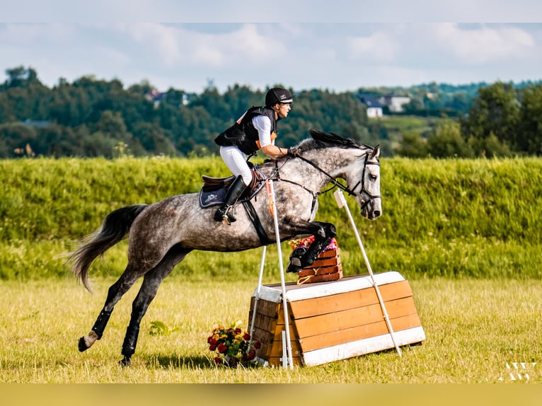 Koń holsztyński Klacz 9 lat 166 cm Siwa in Karnków