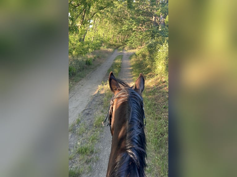 Koń holsztyński Klacz 9 lat 168 cm Ciemnogniada in Schwielowsee
