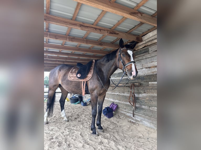 Koń holsztyński Klacz 9 lat 168 cm Ciemnogniada in Schwielowsee