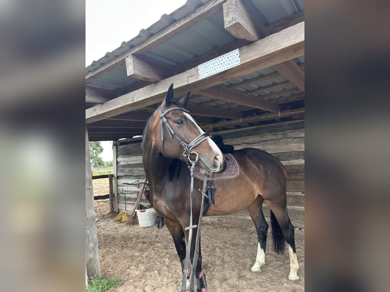 Koń holsztyński Klacz 9 lat 168 cm Ciemnogniada in Schwielowsee