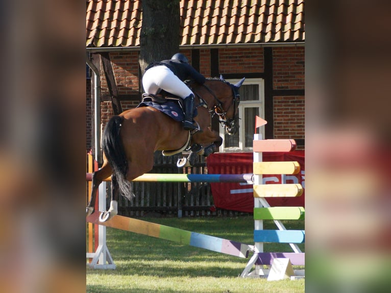 Koń holsztyński Klacz 9 lat 168 cm Gniada in Sprakensehl