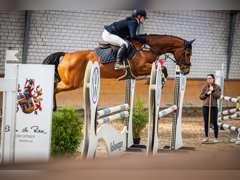Koń holsztyński Klacz 9 lat 168 cm Gniada in Sprakensehl