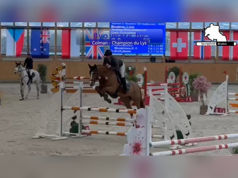 Koń holsztyński Klacz 9 lat 168 cm Kasztanowata in Gadow