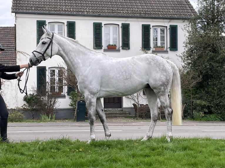 Koń holsztyński Klacz 9 lat 168 cm Siwa jabłkowita in Bergisch Gladbach