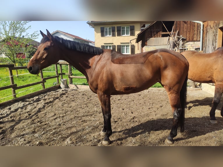 Koń holsztyński Klacz 9 lat 172 cm Gniada in Dornbirn