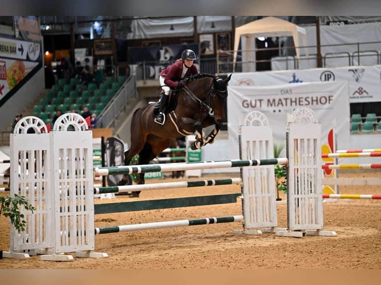 Koń holsztyński Klacz 9 lat 173 cm Ciemnogniada in Ludwigshafen am Rhein