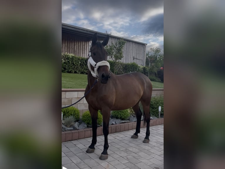 Koń holsztyński Klacz 9 lat 173 cm Gniada in Sangerhausen
