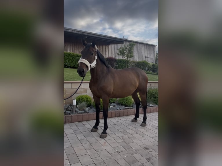 Koń holsztyński Klacz 9 lat 173 cm Gniada in Sangerhausen