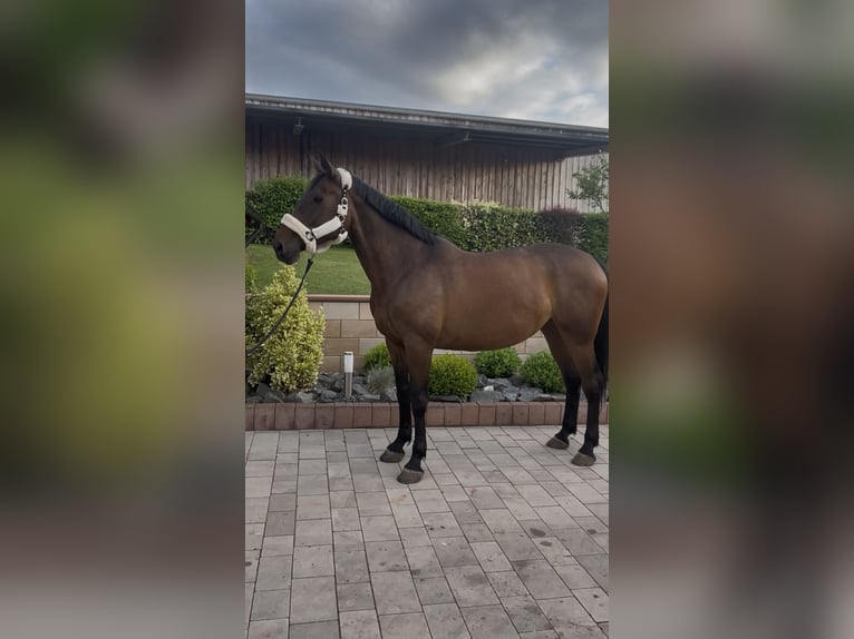Koń holsztyński Klacz 9 lat 173 cm Gniada in Sangerhausen