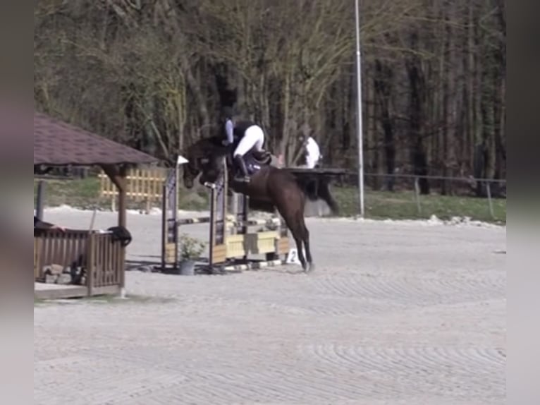 Koń holsztyński Klacz 9 lat 173 cm Gniada in Sangerhausen