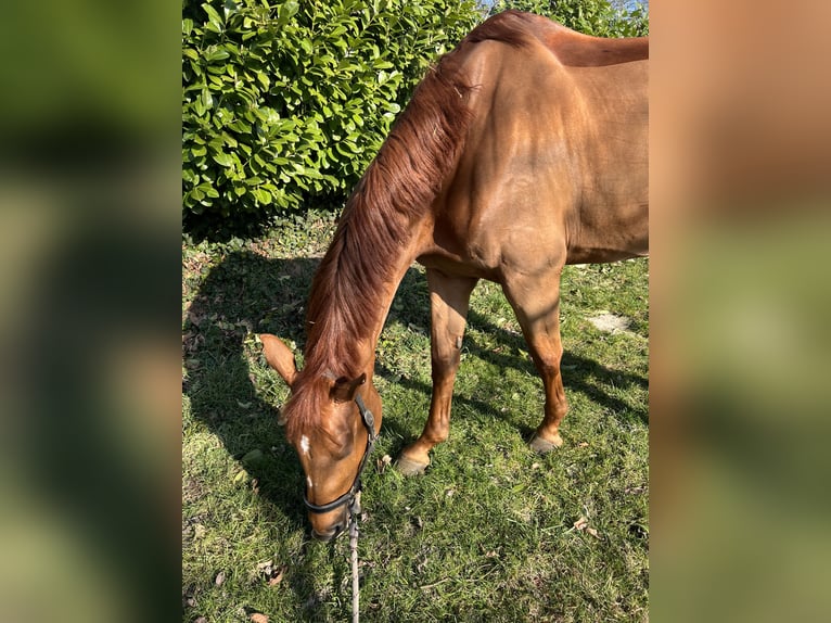 Koń holsztyński Klacz 9 lat 175 cm Kasztanowata in Senden