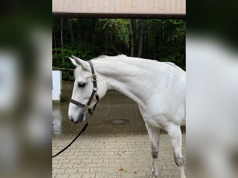 Koń holsztyński Klacz 9 lat 175 cm Siwa in Ammersee