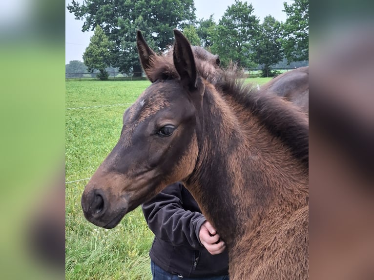 Koń holsztyński Klacz  164 cm Ciemnogniada in Bispingen