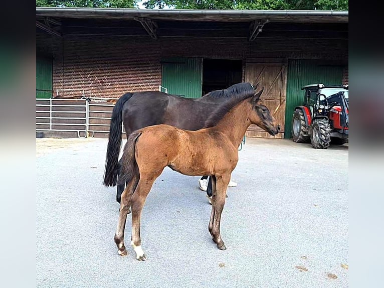 Koń holsztyński Klacz  164 cm Ciemnogniada in Bispingen