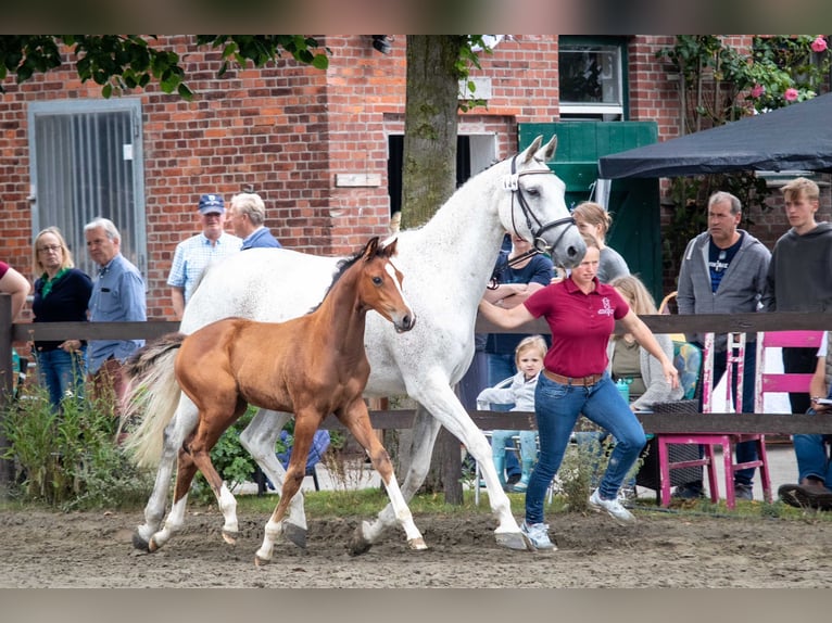 Koń holsztyński Klacz Źrebak (05/2025) 168 cm Gniada in Averlak