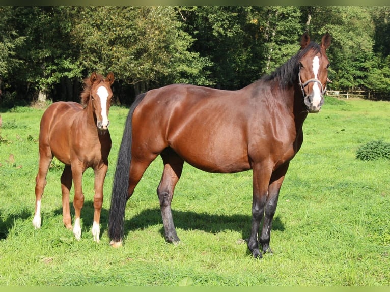 Koń holsztyński Klacz Źrebak (05/2026) 170 cm Kasztanowata in Basthorst