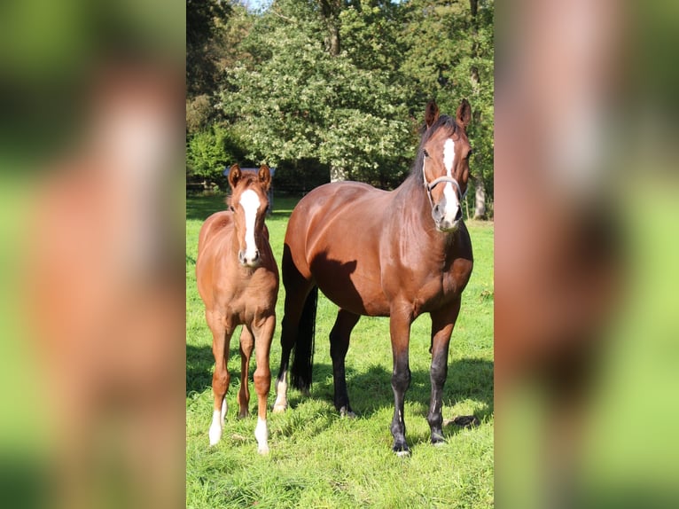 Koń holsztyński Klacz Źrebak (05/2026) 170 cm Kasztanowata in Basthorst