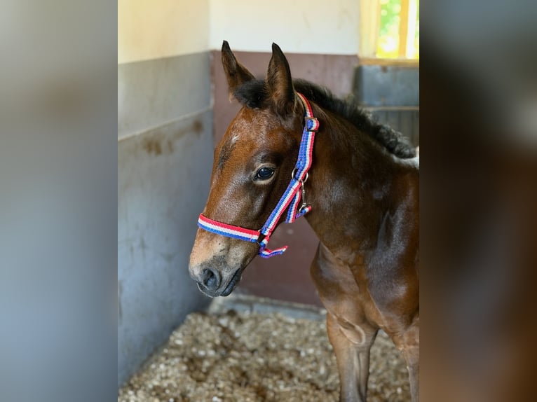 Koń holsztyński Klacz Źrebak (06/2026) 170 cm Może być siwy in Lauenburg