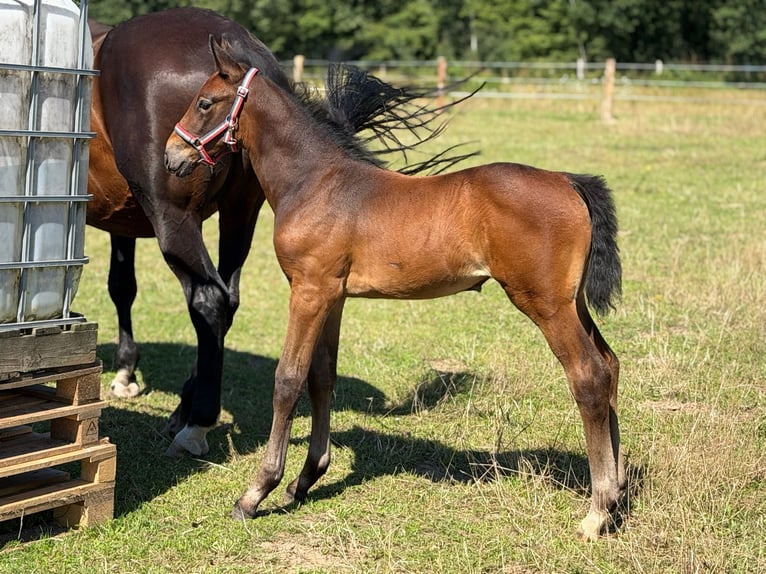 Koń holsztyński Klacz Źrebak (06/2026) 170 cm Może być siwy in Lauenburg
