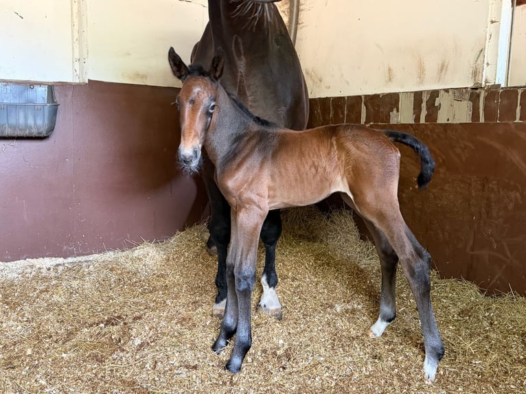 Koń holsztyński Klacz Źrebak (06/2026) 170 cm Może być siwy in Lauenburg