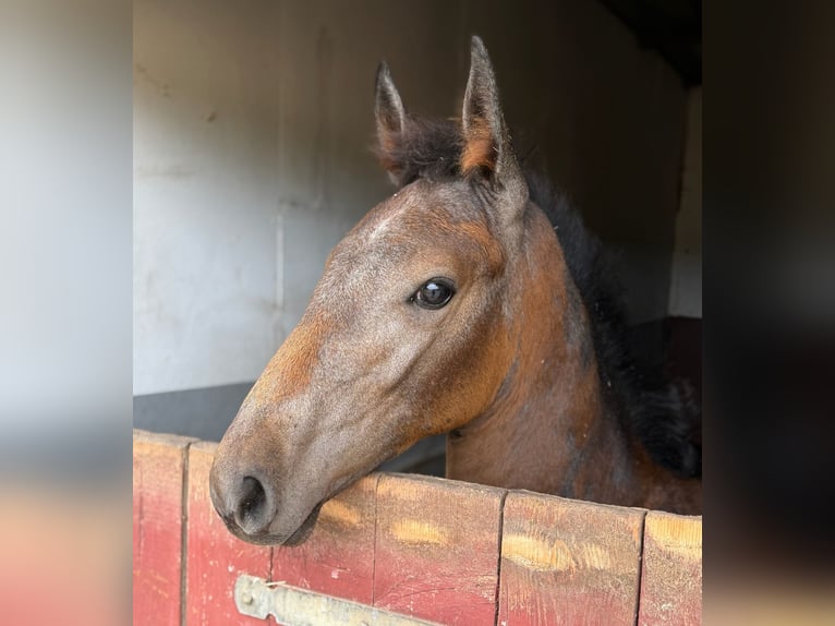 Koń holsztyński Klacz Źrebak (06/2026) 170 cm Siwa in Lauenburg