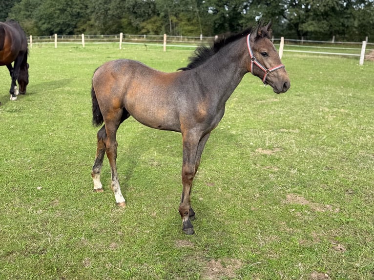 Koń holsztyński Klacz Źrebak (06/2026) 170 cm Siwa in Lauenburg