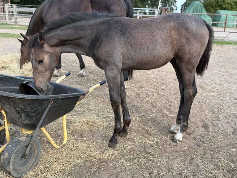 Koń holsztyński Klacz Źrebak (06/2026) 170 cm Siwa in Lauenburg