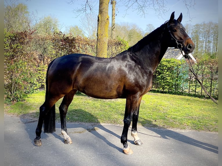 Koń holsztyński Klacz  Gniada in Lüdersburg