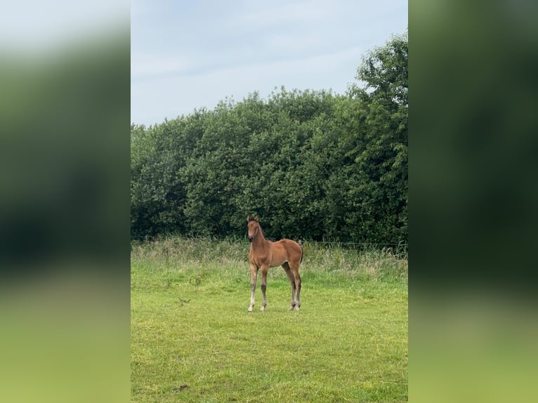 Koń holsztyński Klacz Źrebak (05/2026) Gniada in Mildstedt