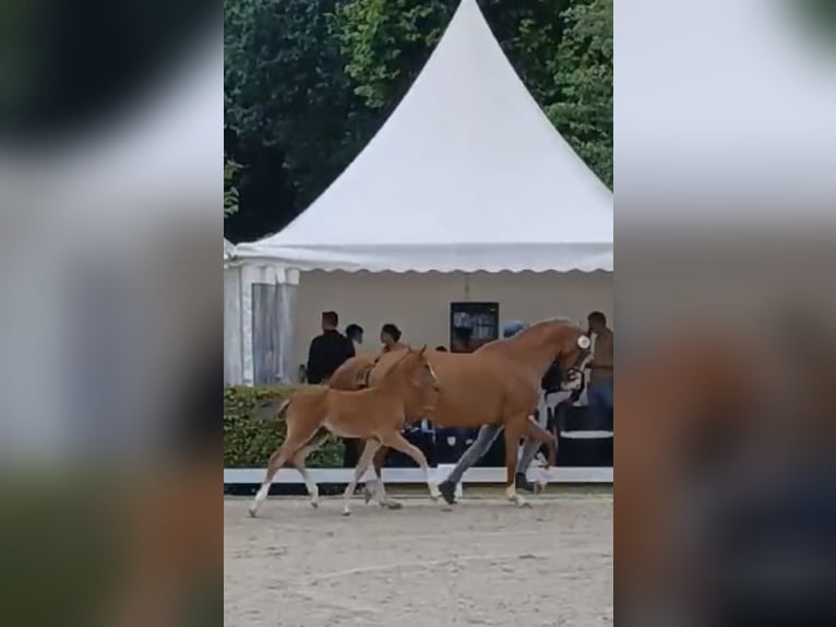 Koń holsztyński Klacz Źrebak (05/2024) Gniada in Schafflund