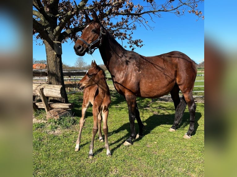 Koń holsztyński Klacz Źrebak (04/2025) Gniada in Reesdorf