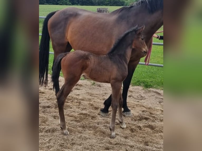 Koń holsztyński Klacz Źrebak (05/2025) in Malente