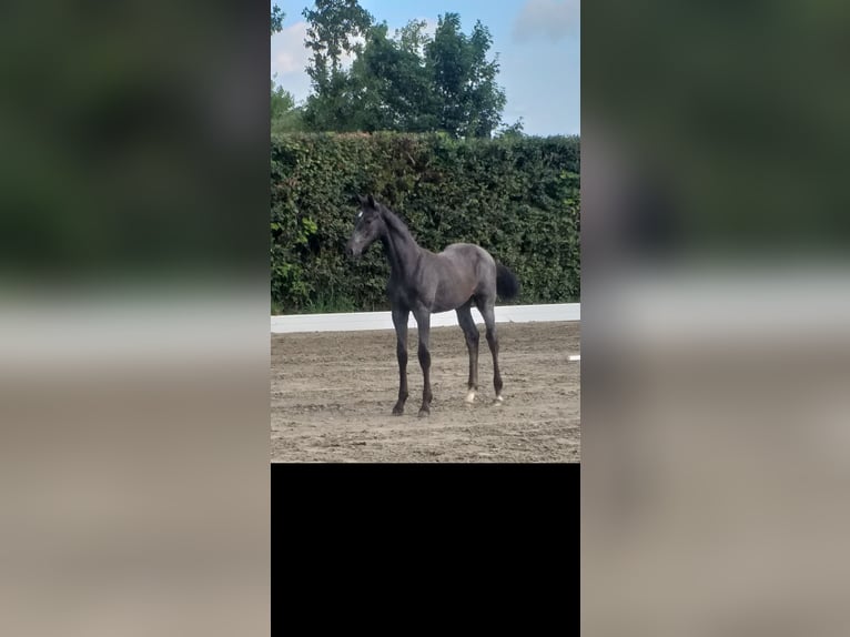Koń holsztyński Klacz Źrebak (04/2025) in Wester-Ohrstedt